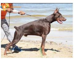 Super femelle Doberman lignée de champions