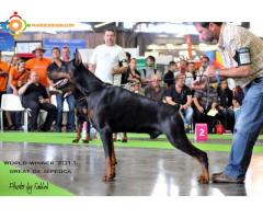 Super femelle Doberman lignée de champions