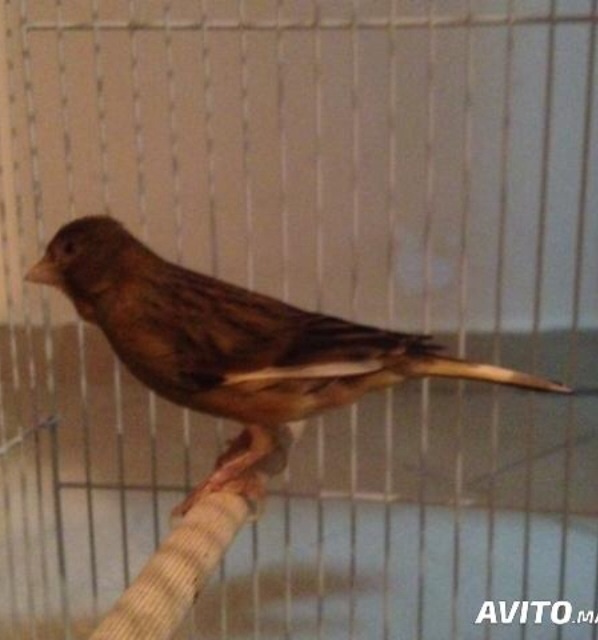 2 Canari Timbrado Et Malenoi Avec 2 Cage