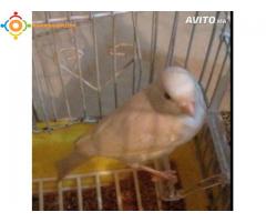 2 Canari Timbrado Et Malenoi Avec 2 Cage