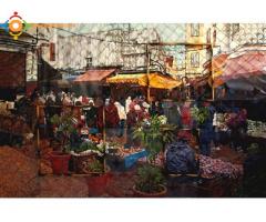 tableaux huiles sur toile