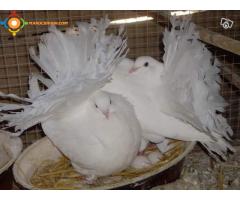 Couple de pigeon (tawese)