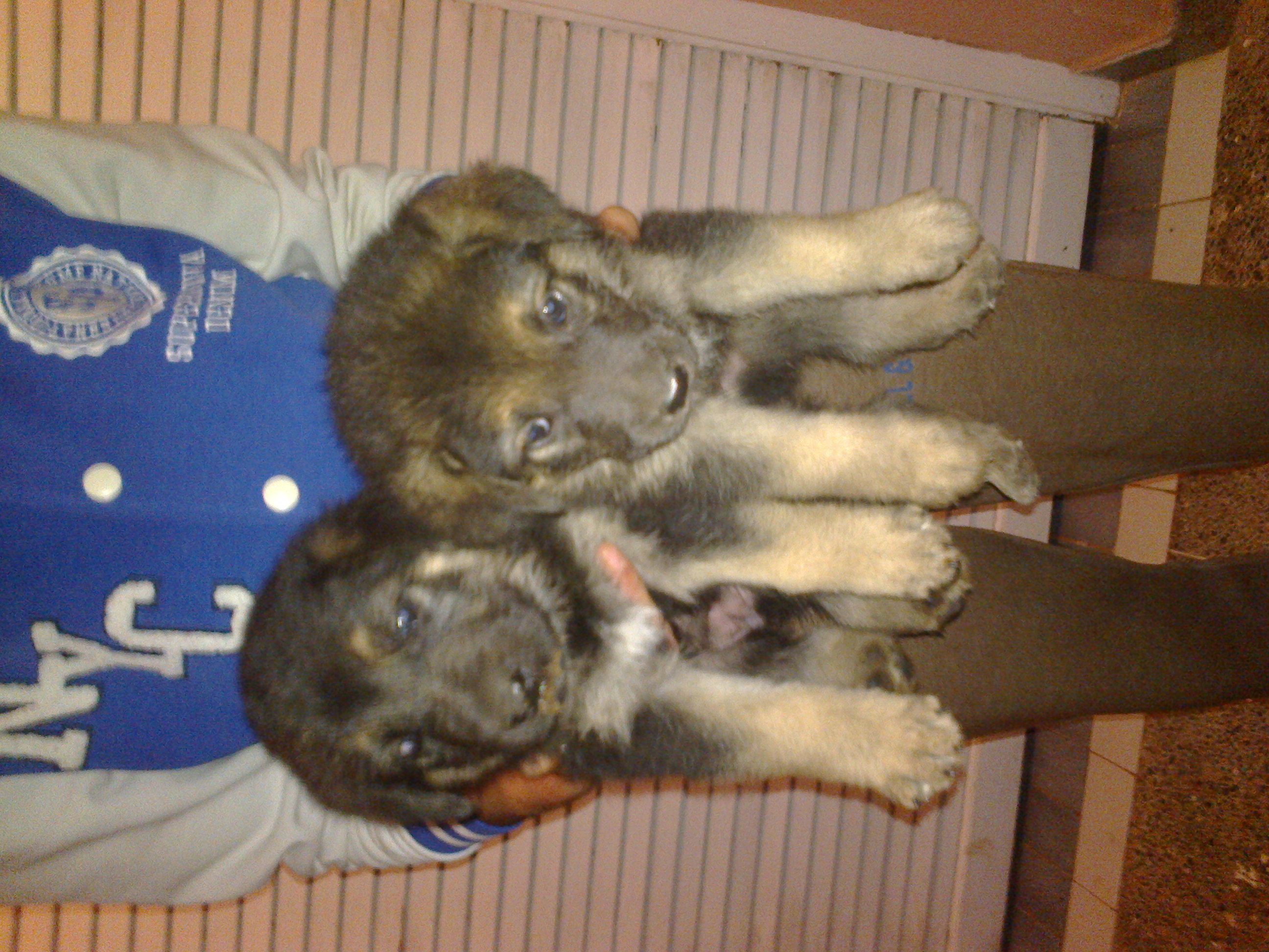 vendre chiots berger allmand