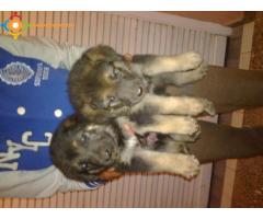 vendre chiots berger allmand