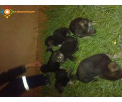 vendre chiots berger allmand