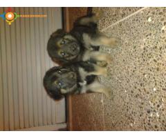 vendre chiots berger allmand