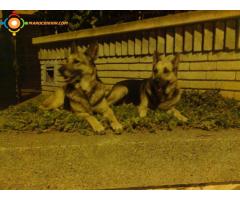 vendre chiots berger allmand