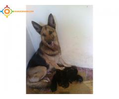 vendre chiots berger allmand