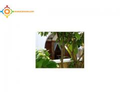 Appartement au complexe MOUNA à Cabo Négro