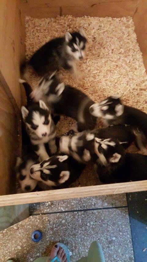 des husky a vendre