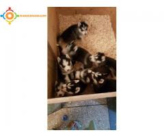 des husky a vendre