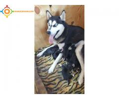 des husky a vendre