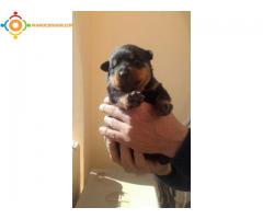 Race pure : Chiots rottweiler couple ou separer