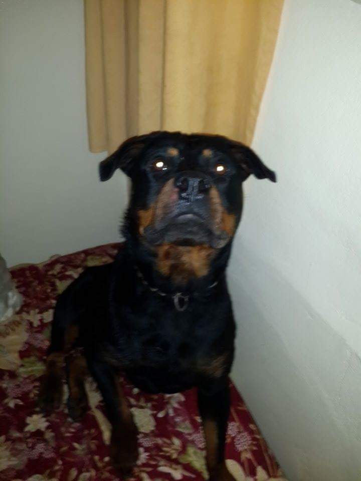 Chiots Rottweiler