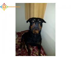 Chiots Rottweiler