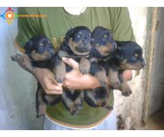 Chiots Rottweiler