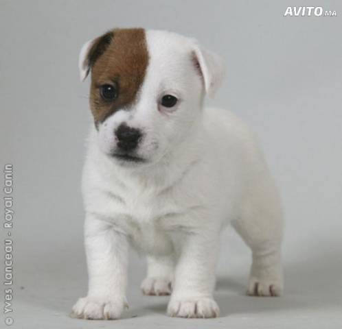 jack russel