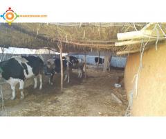 Vente d'une Ferme de 5500 m² à Tifelt