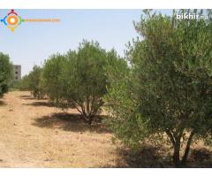 Vend terrain de 700m a ben taieb