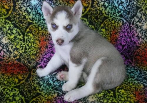 husky sibérien avec des yeux bleus
