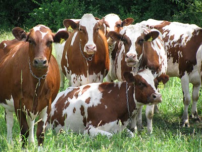 bovins élevés laitiers de qualité à vendre