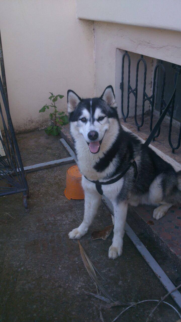 Husky Sibérien