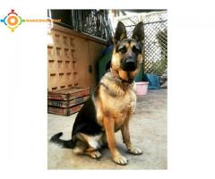 Berger allemand