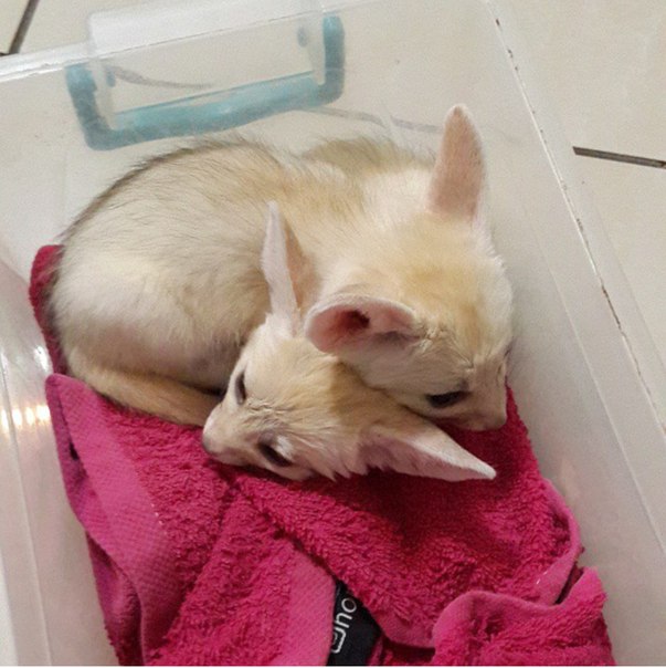 deux bebes fennec disponibles deux bebes fennec disponibles