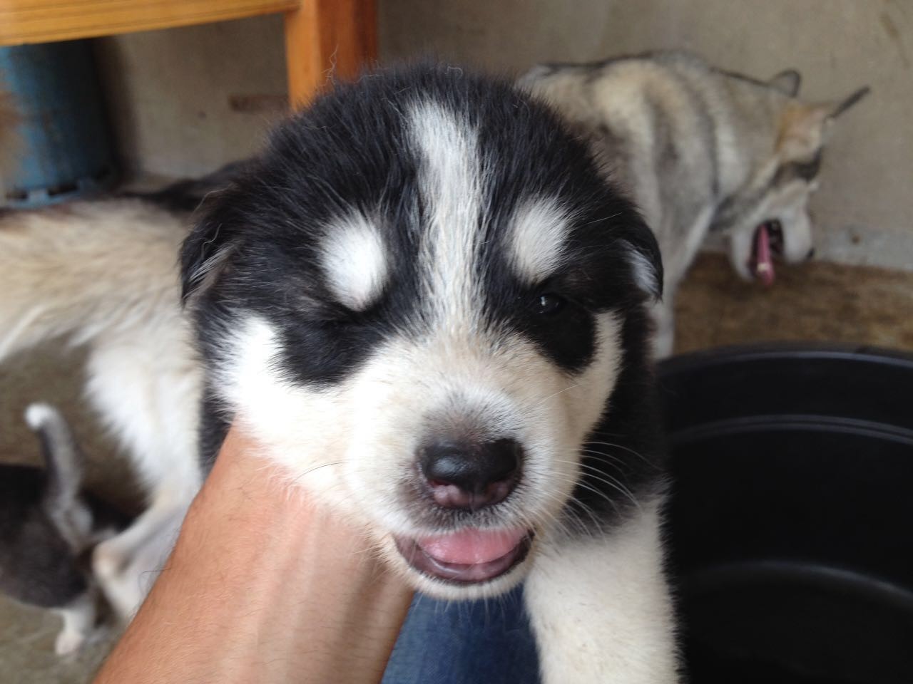 Husky sibérien