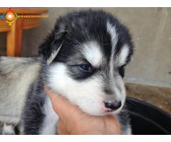 Husky sibérien