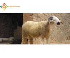 les moutons de al aid