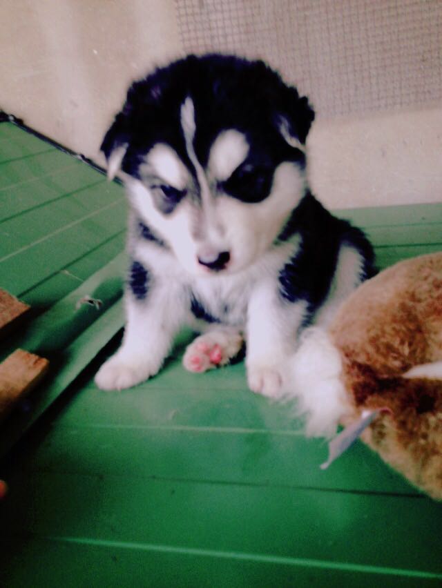 husky sibérien