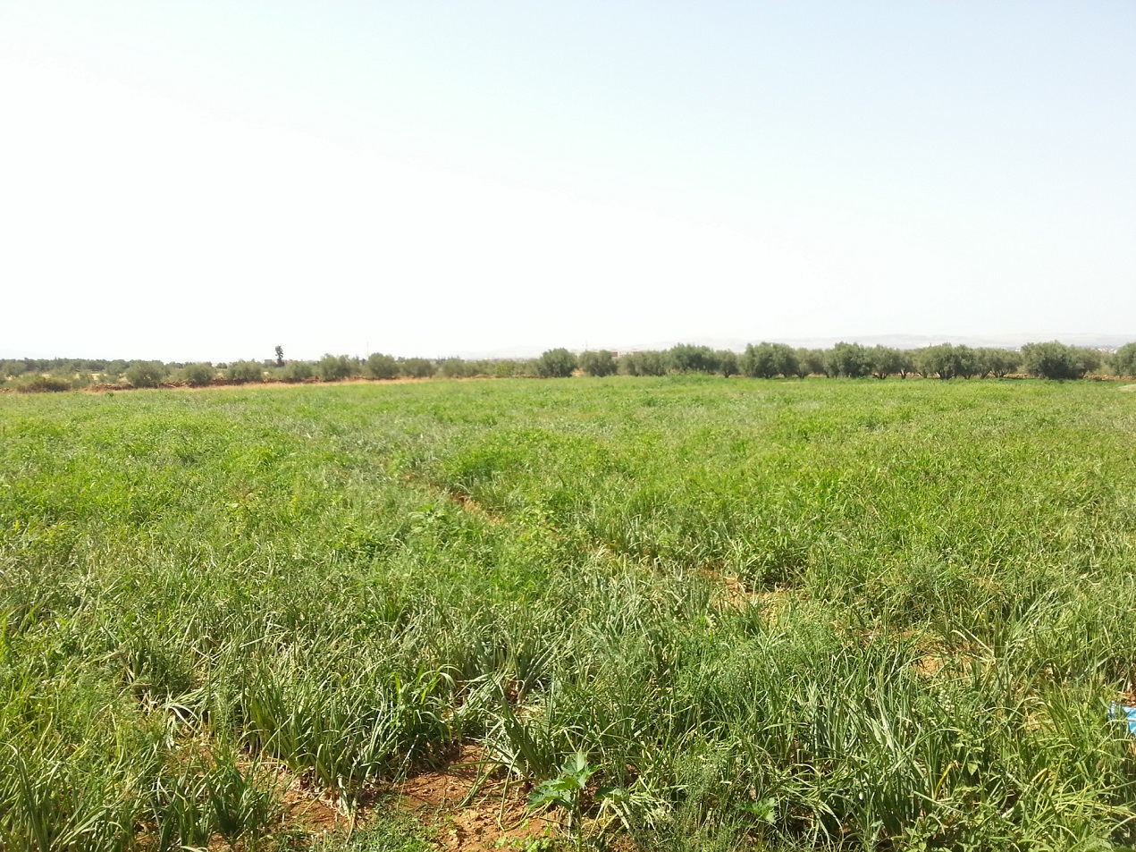 Vends 4.5Ha de terrains agricoles Titrés. Prix à discuter