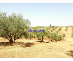 Vends 4.5Ha de terrains agricoles Titrés. Prix à discuter