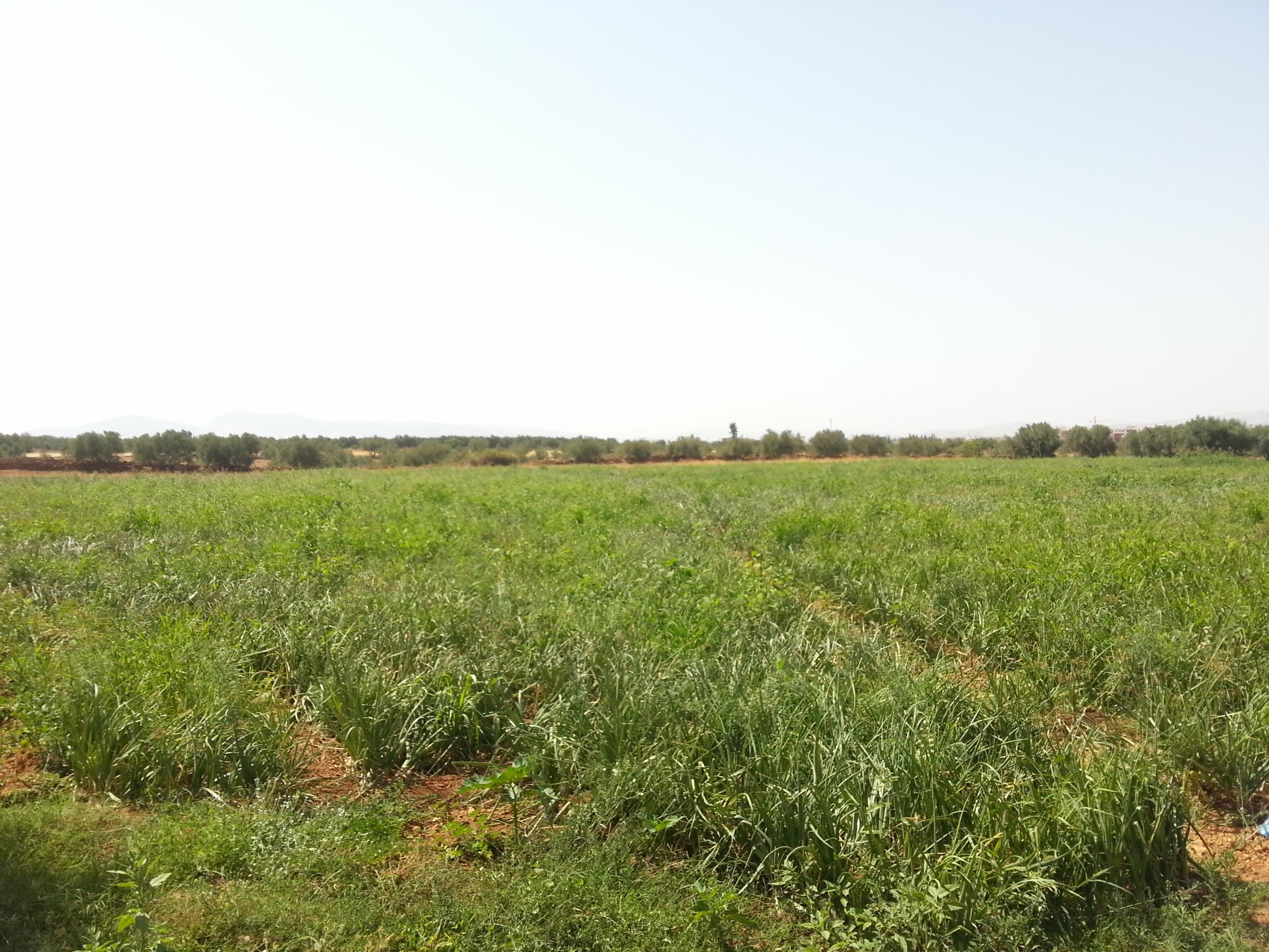 A VENDRE TERRAINS AGRICOLE 4.5 HA TITRES A AIN TAOUJDATE