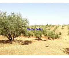 A VENDRE TERRAINS AGRICOLE 4.5 HA TITRES A AIN TAOUJDATE