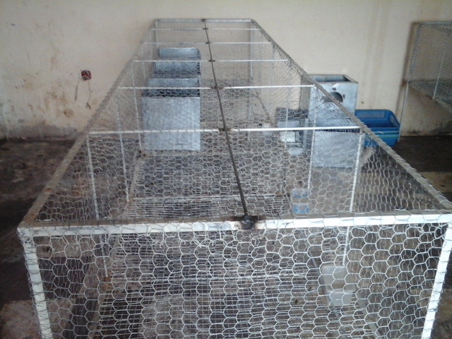 cages pour l'elevage de lapins