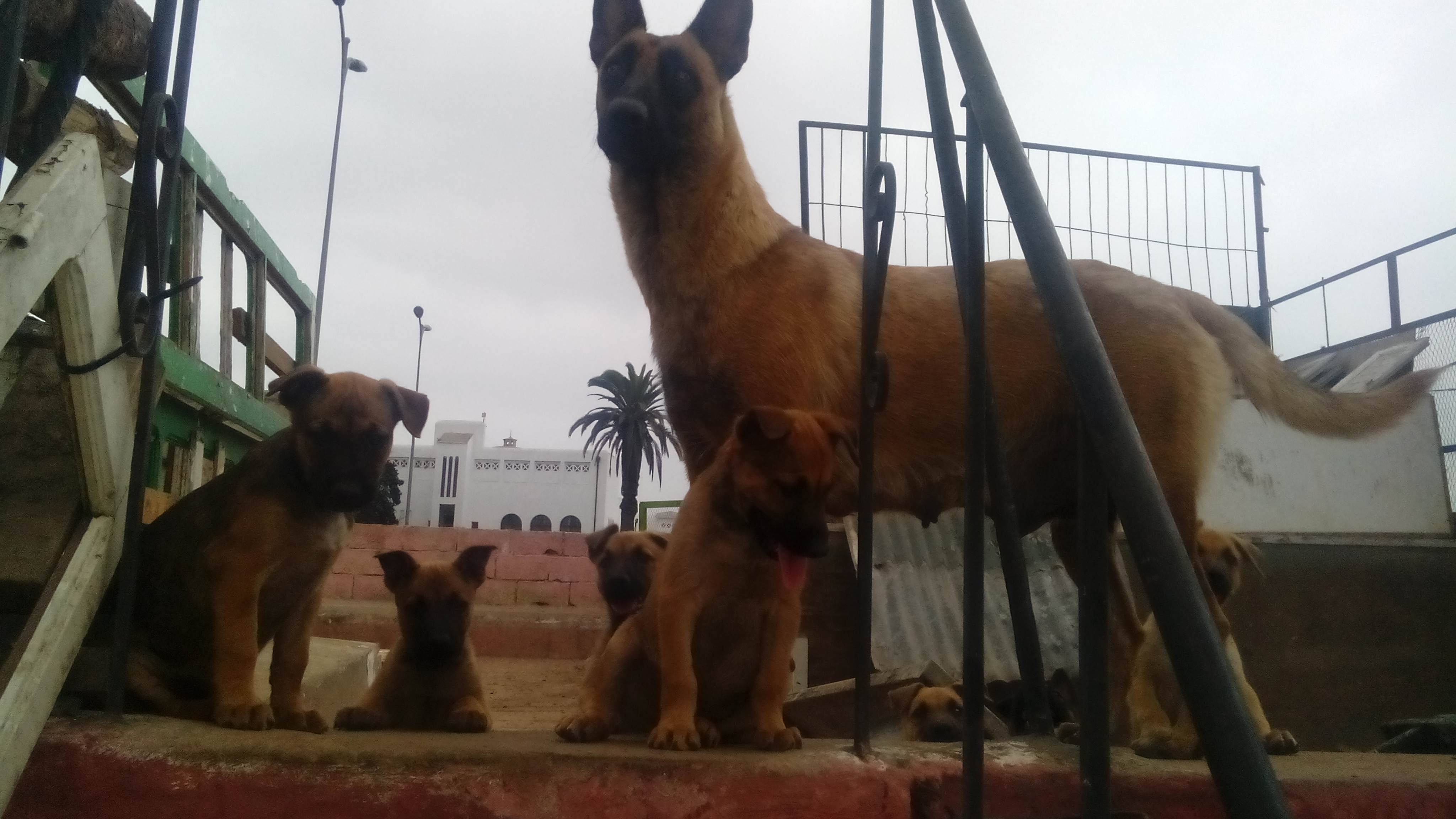 chiots malinois