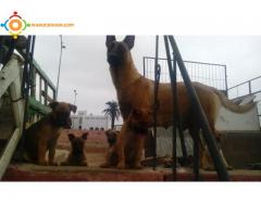 chiots malinois