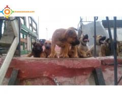 chiots malinois