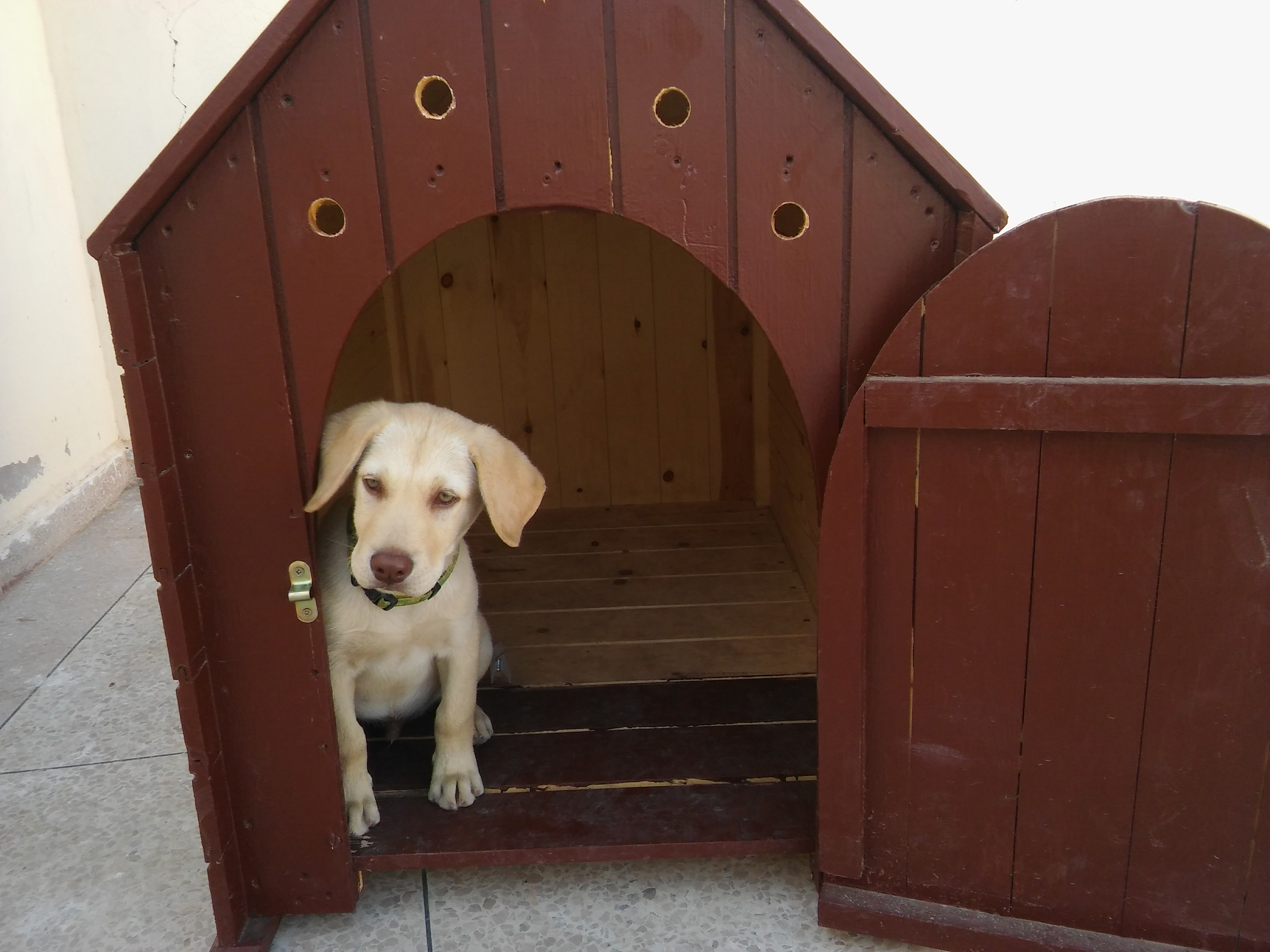 Labrador Chiot Mal Sablé