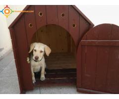 Labrador Chiot Mal Sablé