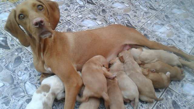 Chiots de chasse