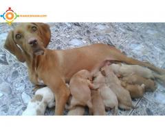 Chiots de chasse