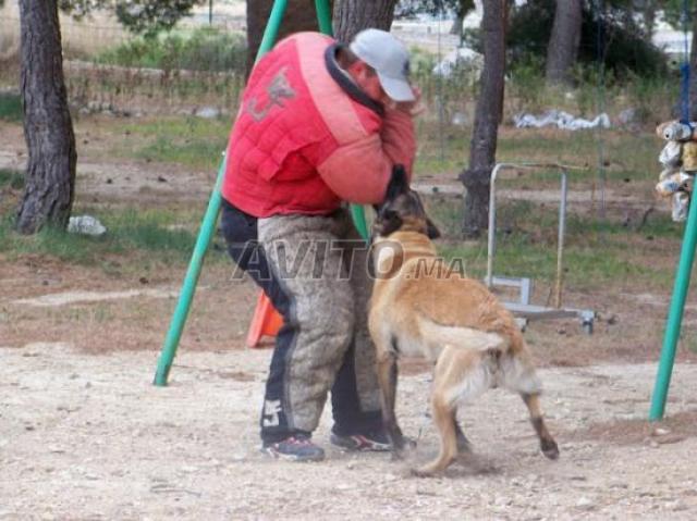 Dresseur pro de chien