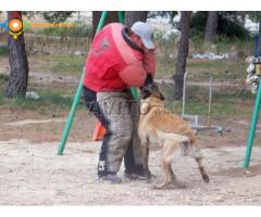 Dresseur pro de chien