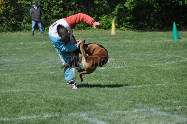 dressage des chiens / mètre pro