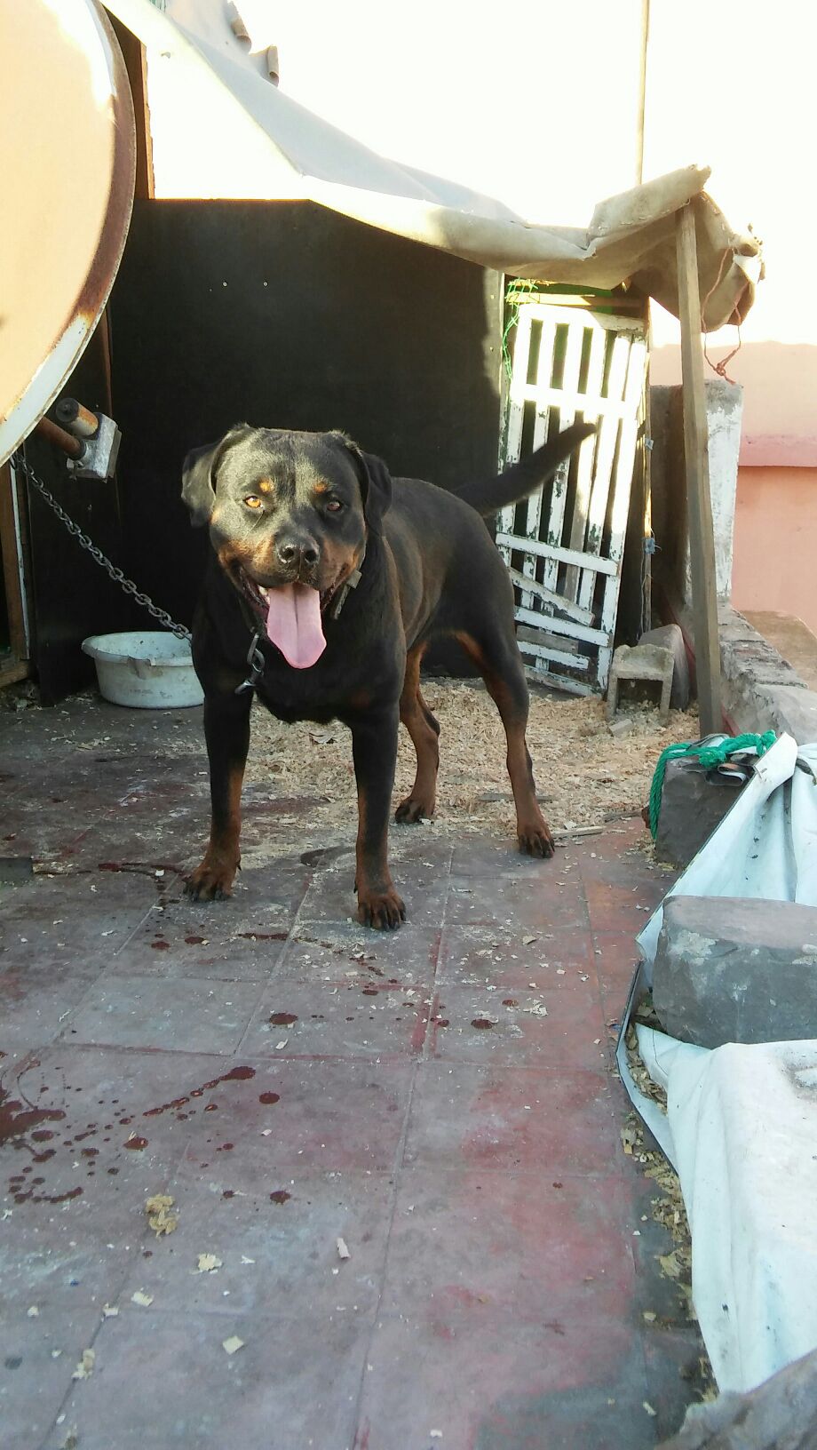 Femelle rottweiller hamla