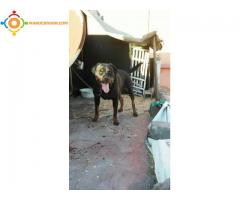 Femelle rottweiller hamla