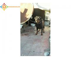 Femelle rottweiller hamla